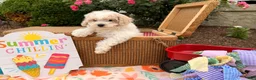 Bichpoo dogs for sale: Sarah  - Ad 2
