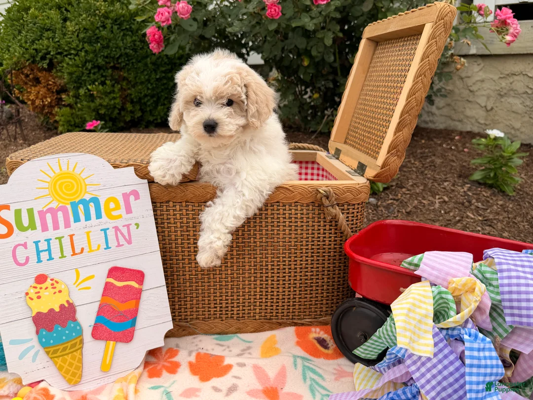 Bichpoo dogs for sale: Sarah  - Ad 2