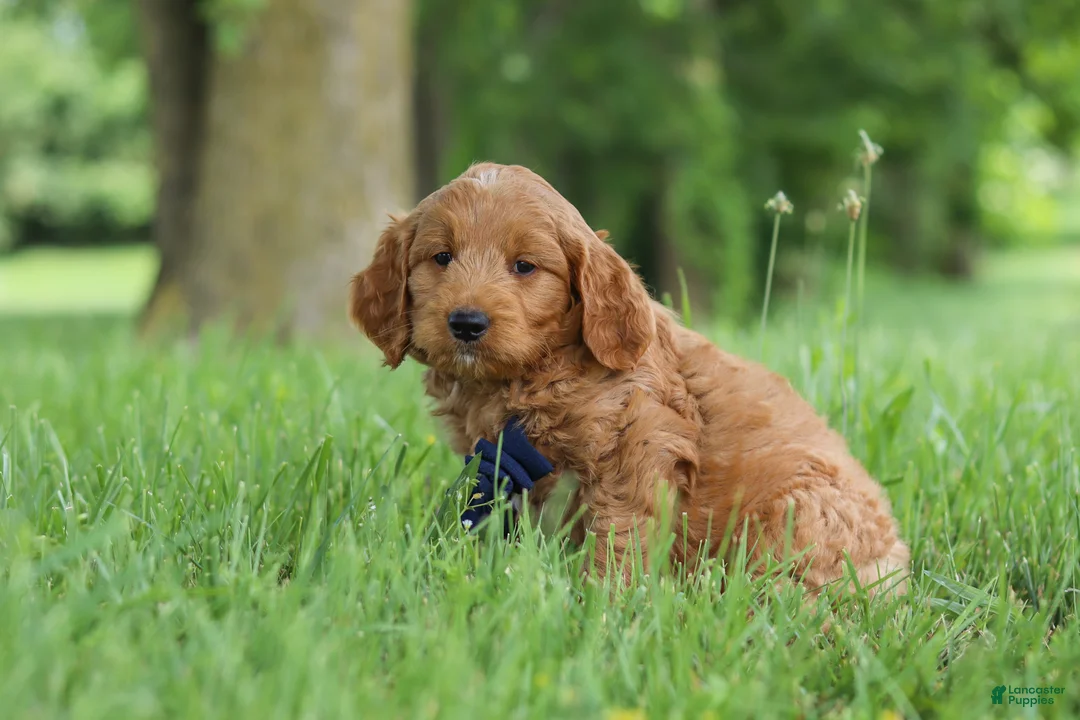 Mini Goldendoodle dogs for sale: Buddy - Ad 2