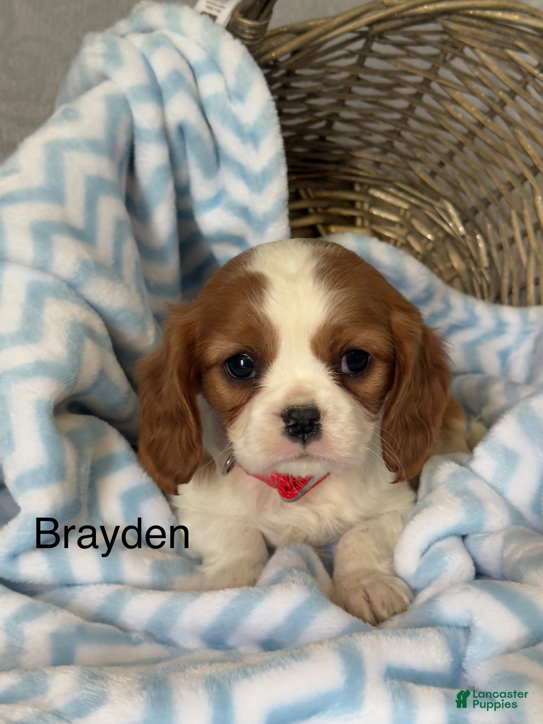 Cavalier King Charles Spaniel dogs for sale: Brayden - Ad 1