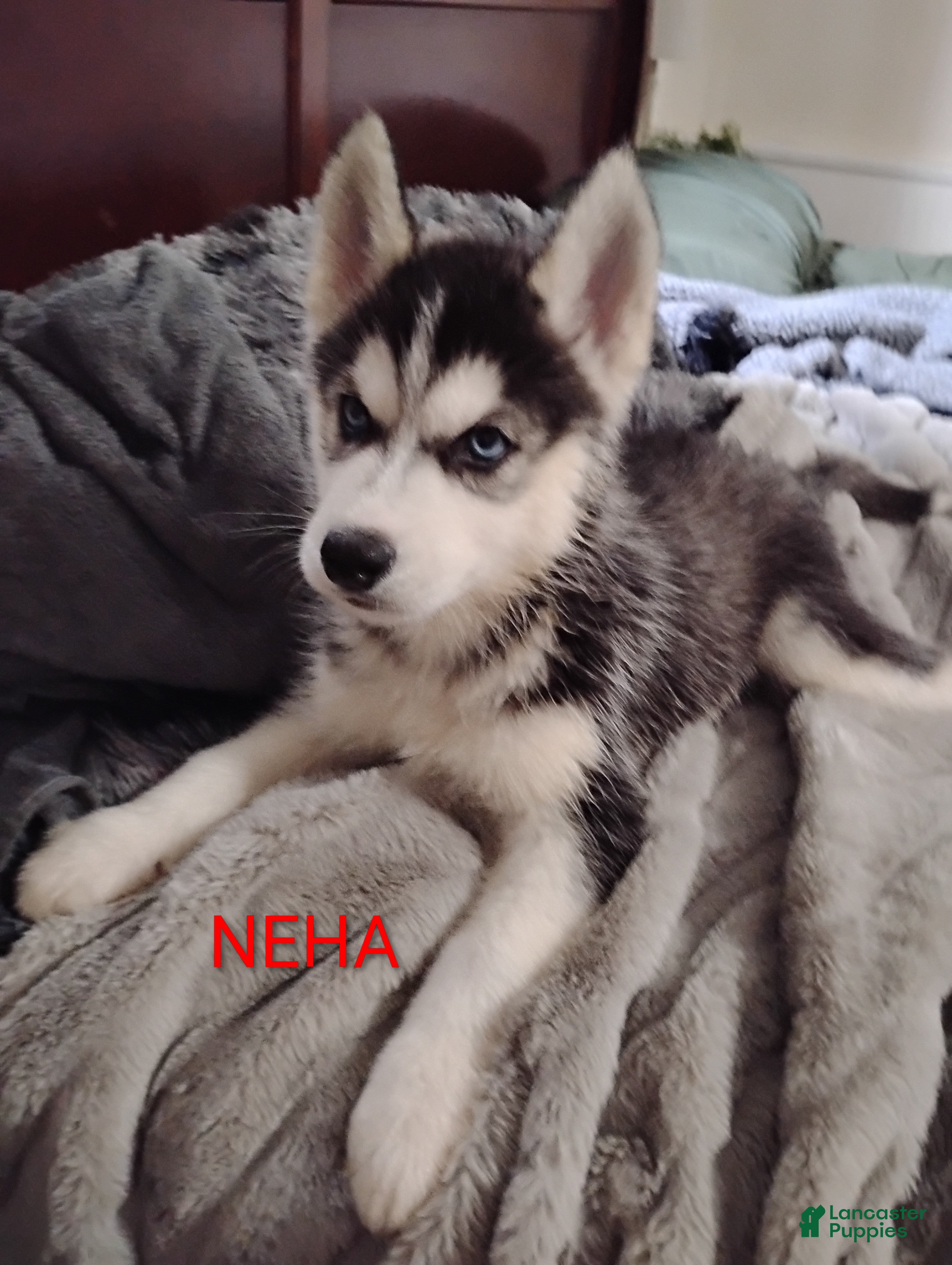 Siberian Husky dogs Neha  - Ad 30