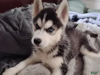 Siberian Husky dogs Neha - Ad 30