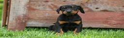 Doberman Pinscher dogs for sale:  Diesel (Black Rust)🐶🤎✨ - Ad 14