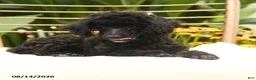 Toy Poodle dogs for sale: Quinton - Ad 5