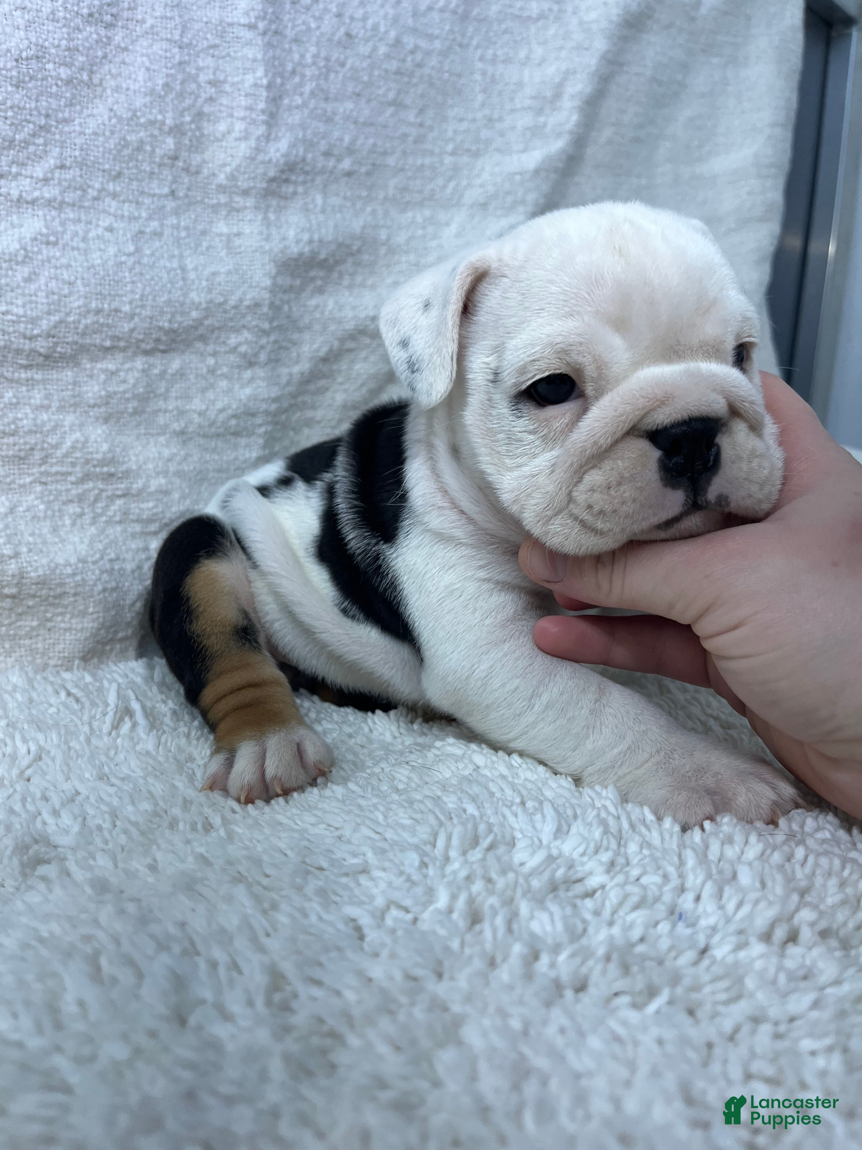 English Bulldog dogs Ava - Ad 22