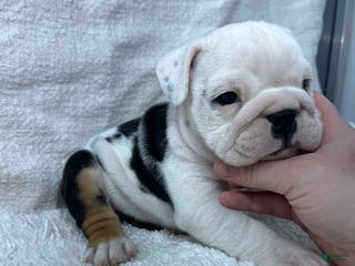 English Bulldog dogs Ava - Ad 22