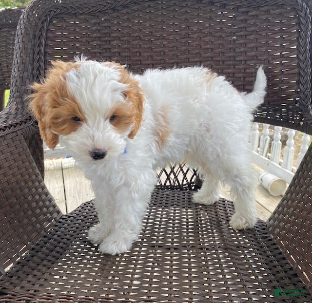 Cavapoo dogs Ernie - Ad 2