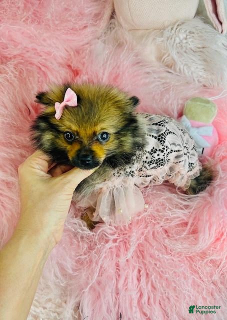 Pomeranian dogs Pomeranian Puppy 1 - Ad 8