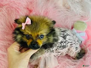 Pomeranian dogs Pomeranian Puppy 1 - Ad 9