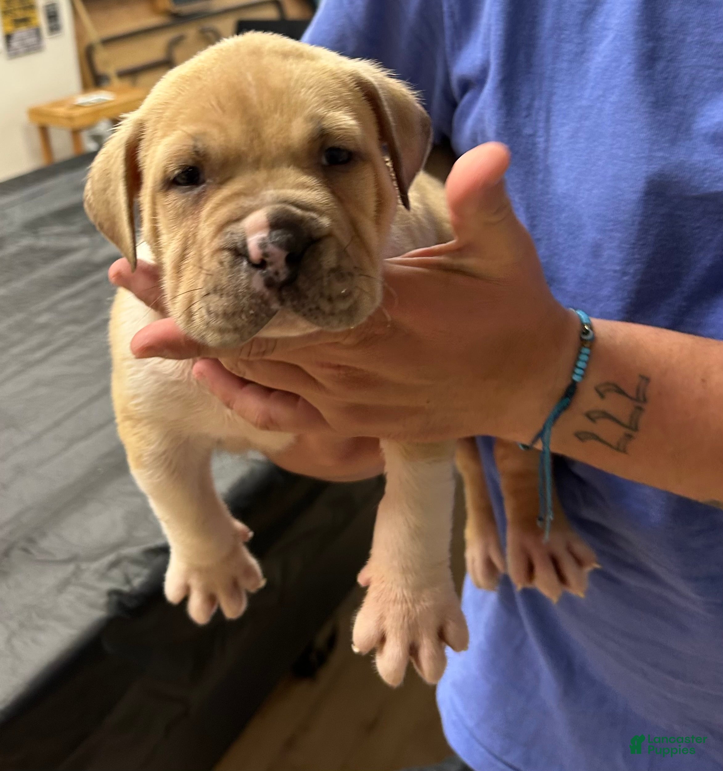 American Bully dogs American Bully Puppy 2 - Ad 1