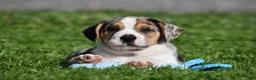 Beabull dogs for sale: Corwin - Ad 5