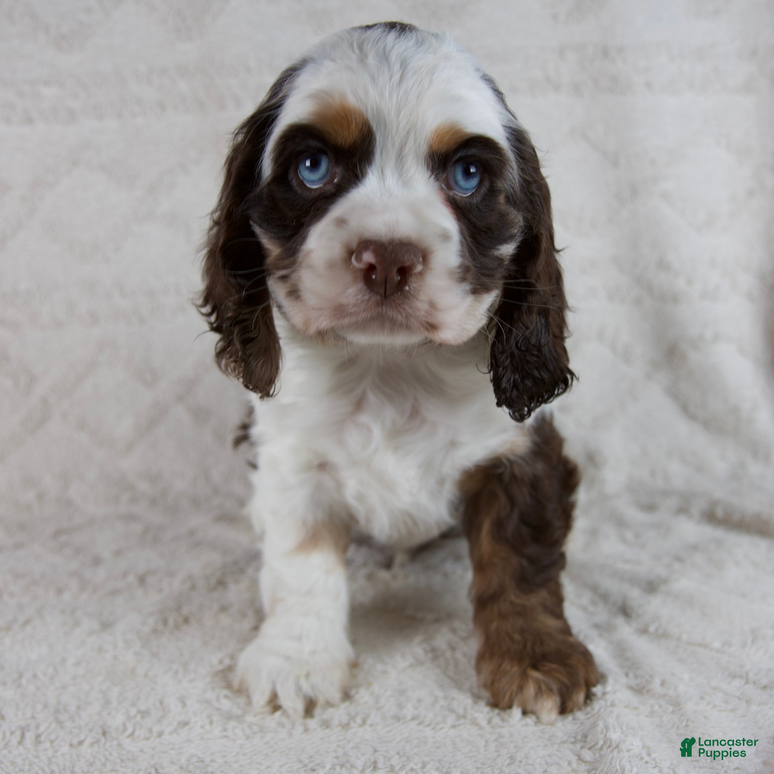 Cocker Spaniel dogs Hershey - Ad 1