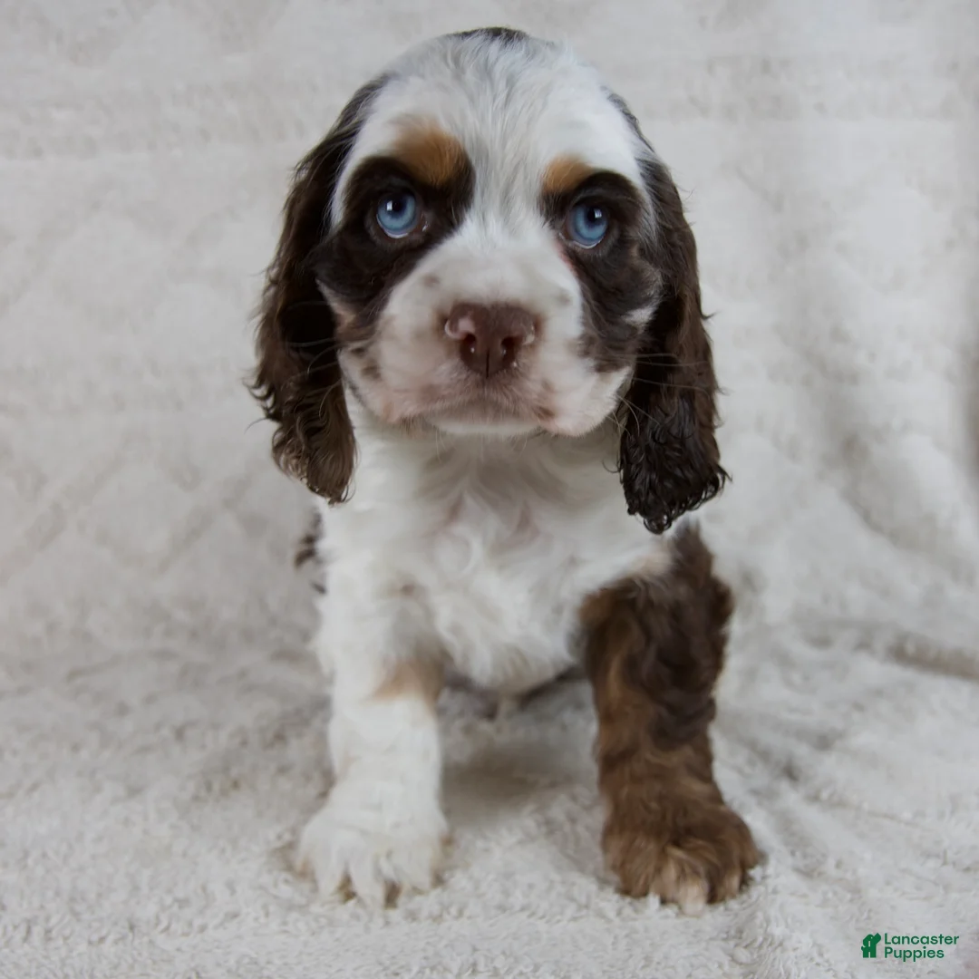 Cocker Spaniel dogs for sale: Hershey - Ad 1