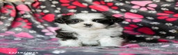 Shih Tzu dogs for sale: Sailor - Ad 4