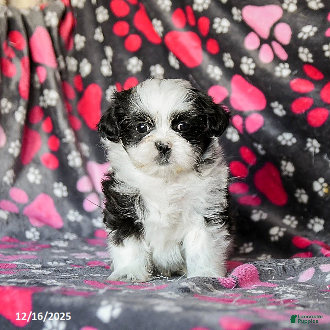 Shih Tzu dogs for sale: Sailor - Ad 4