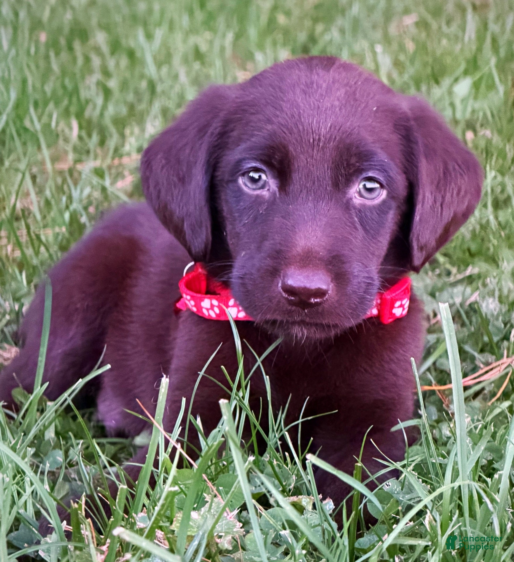 Labrador Retriever dogs for sale: Labrador Retriever 1 - Ad 1