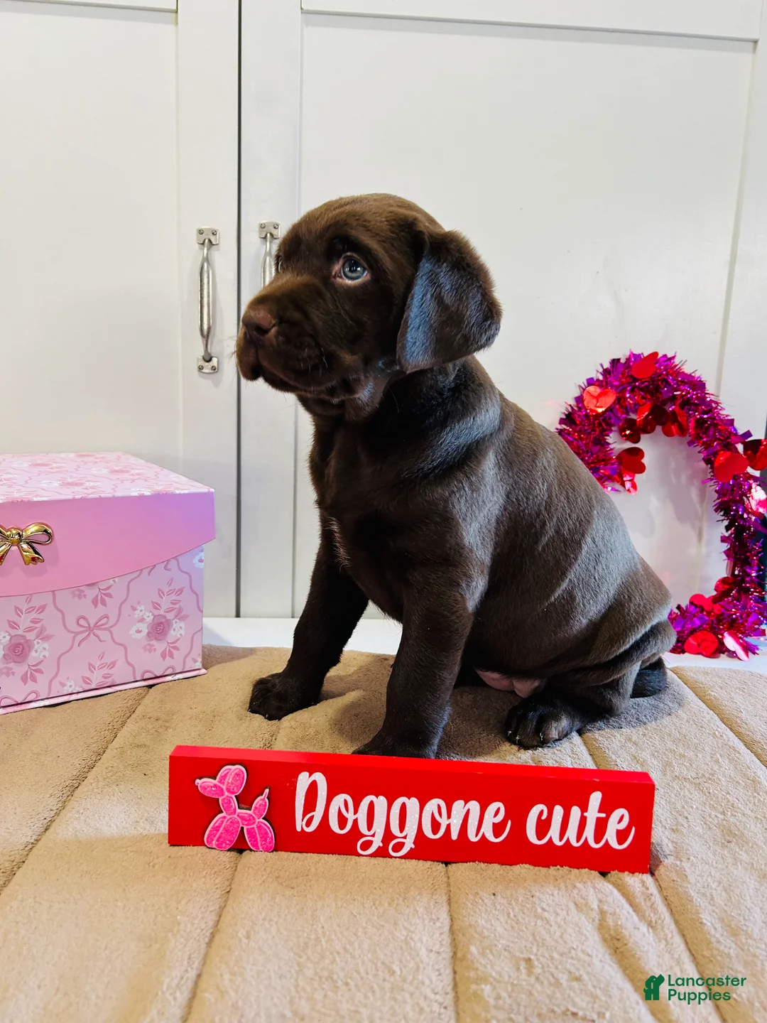 Labrador Retriever dogs for sale: Lilly - Ad 4