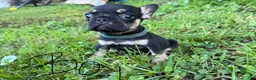French Bulldog dogs for sale: French Bulldog 1 - Ad 1