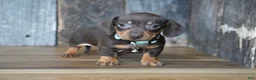 Miniature Dachshund dogs for sale: Burke - Ad 6