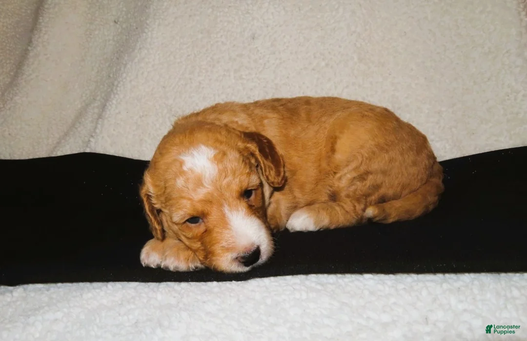 Mini Goldendoodle dogs for sale: Finn - Ad 1