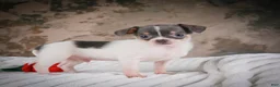 Chihuahua dogs for sale: Alex - Ad 9