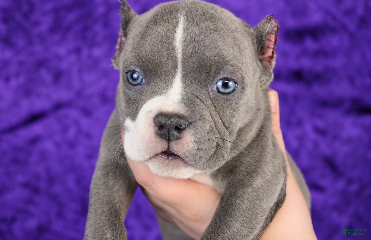 American Bully dogs Blue Brindle Female - Ad 1