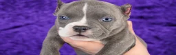 American Bully dogs for sale: Blue Brindle Female - Ad 1