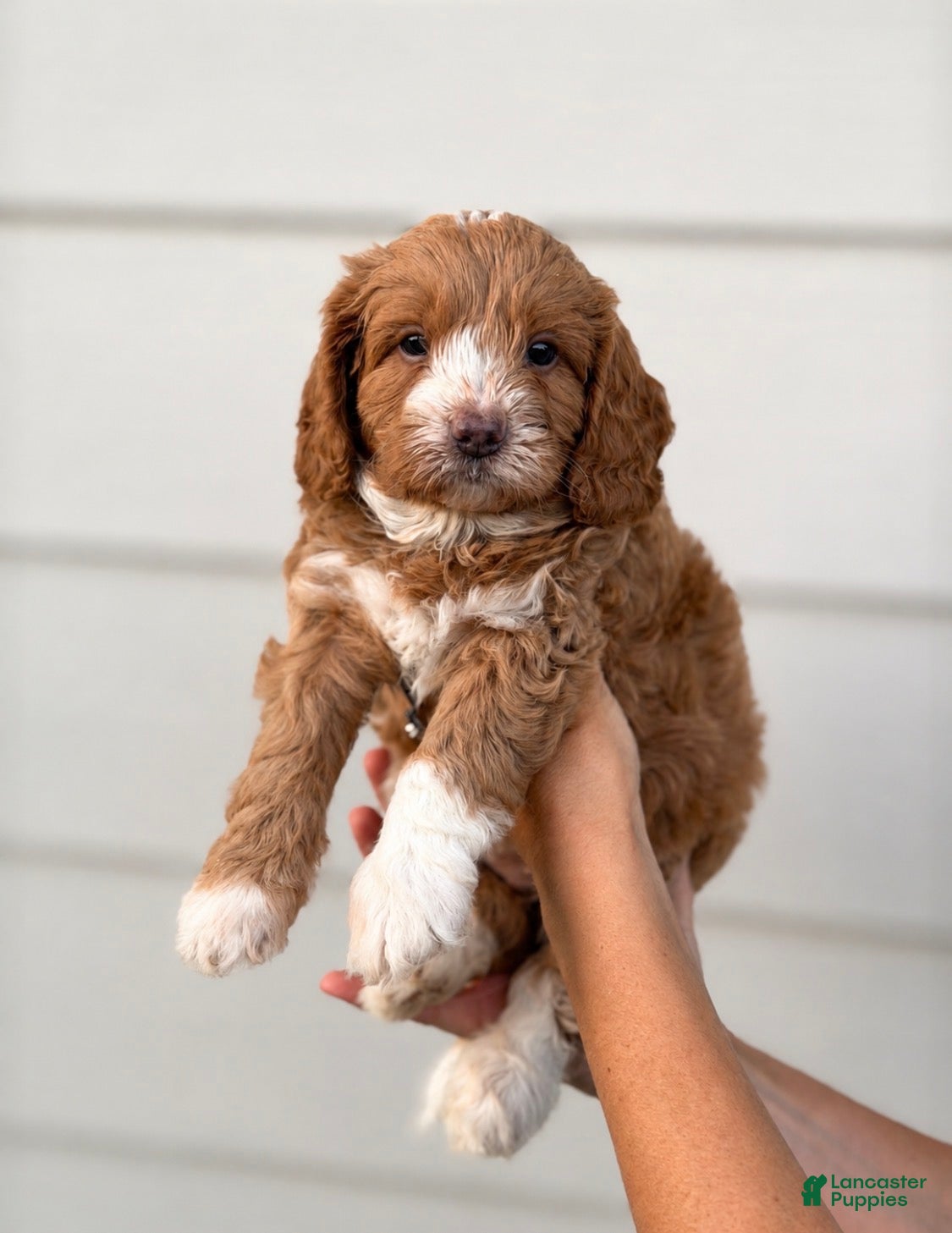 Goldendoodle dogs Rookie - Ad 1