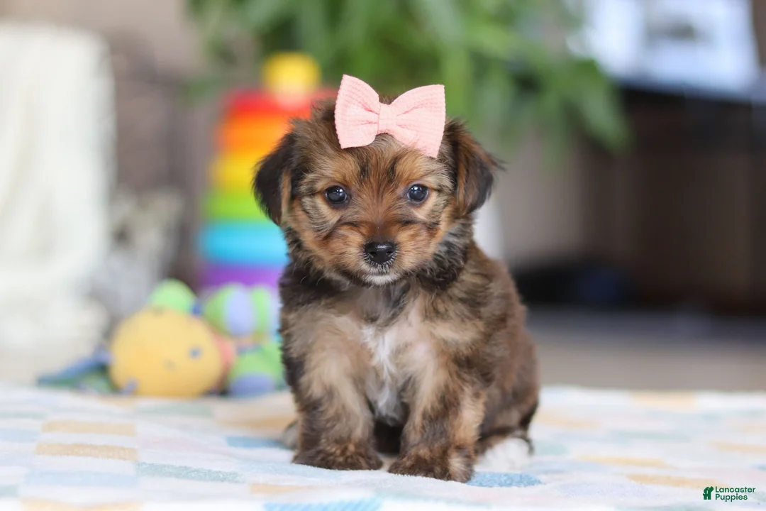 Morkie dogs for sale: Janie - Ad 1