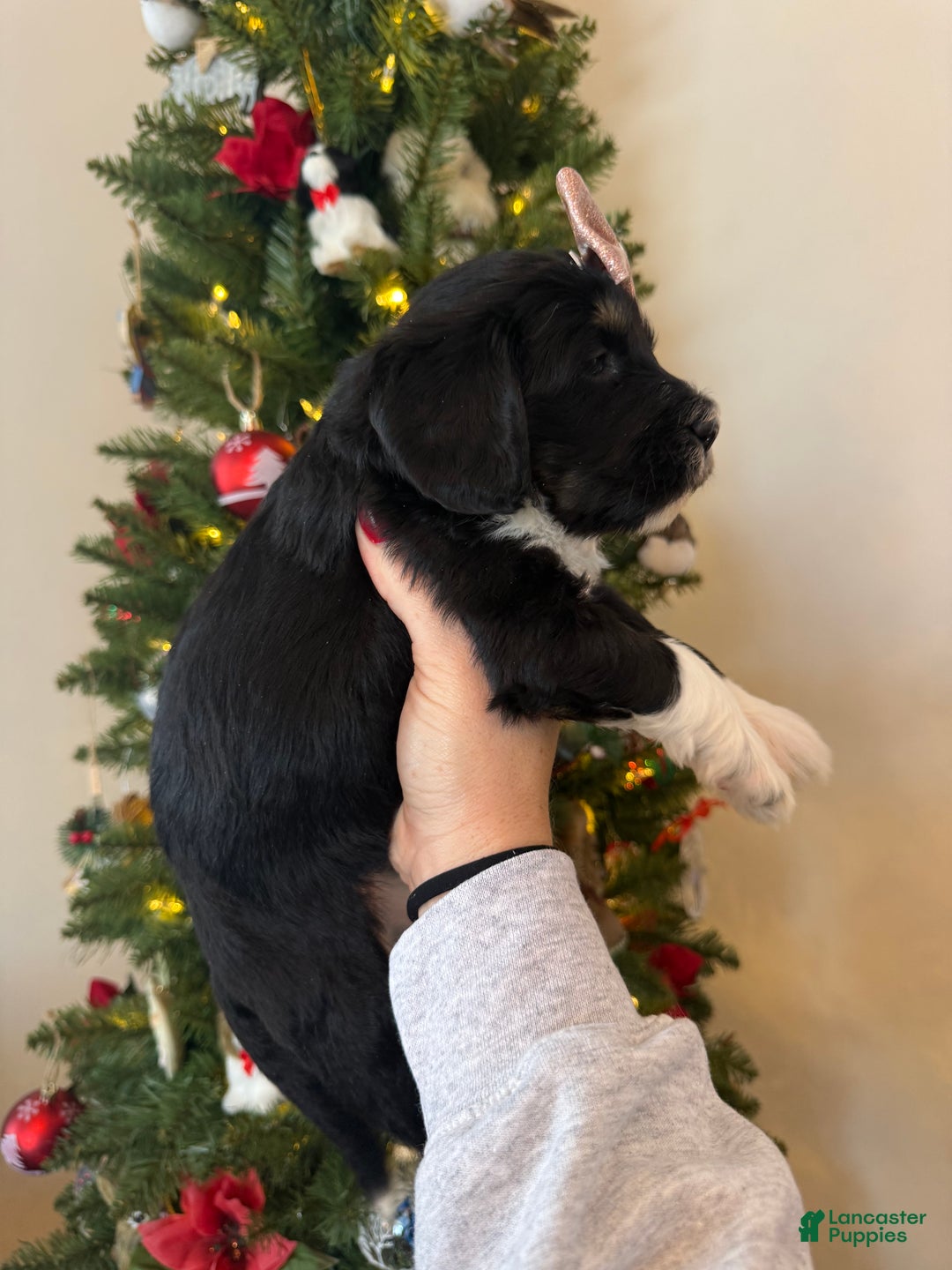 Mixed Breed dogs for sale: Frannie - Ad 8