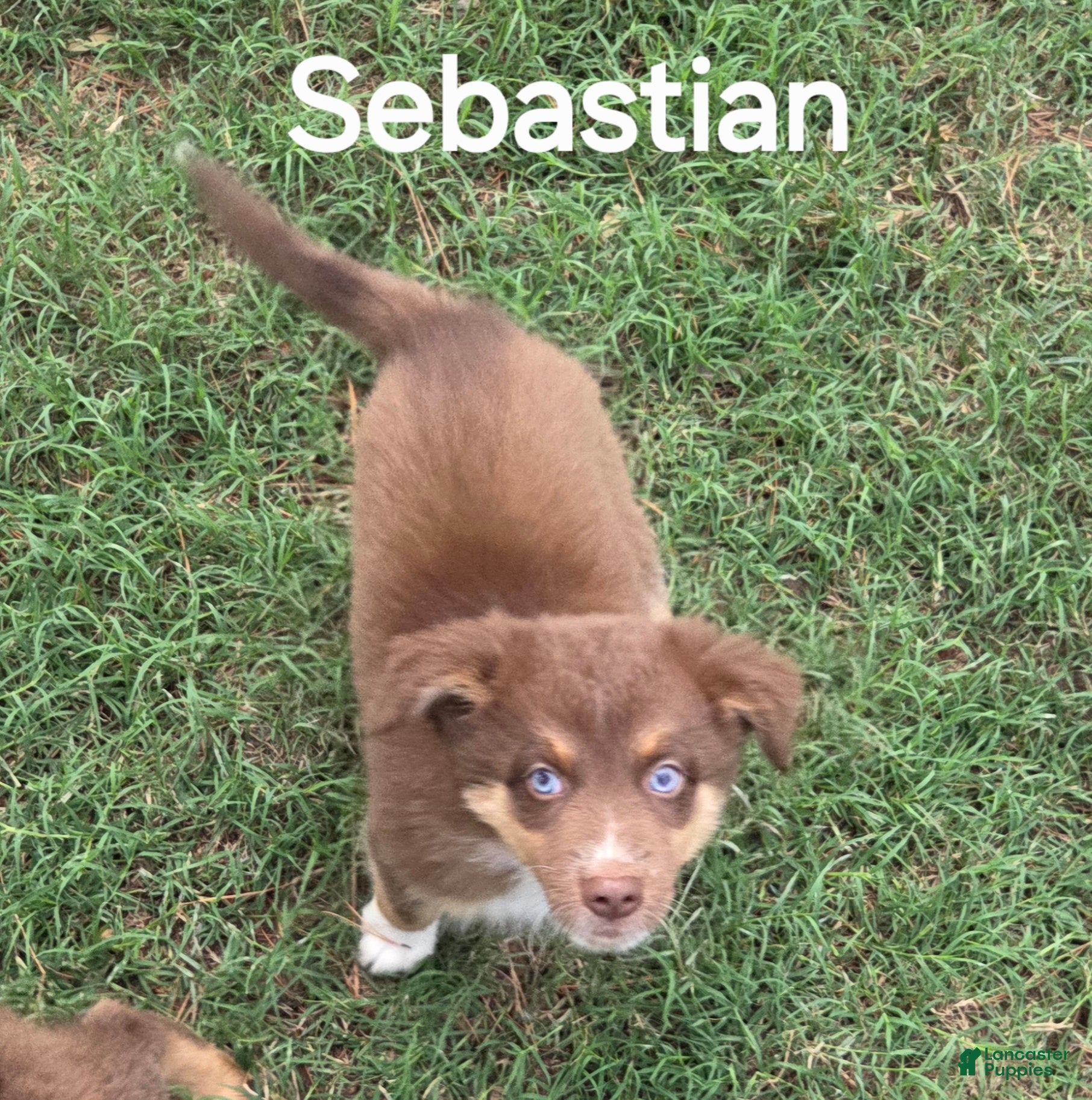 Australian Shepherd dogs for sale: Sebastian - Ad 1