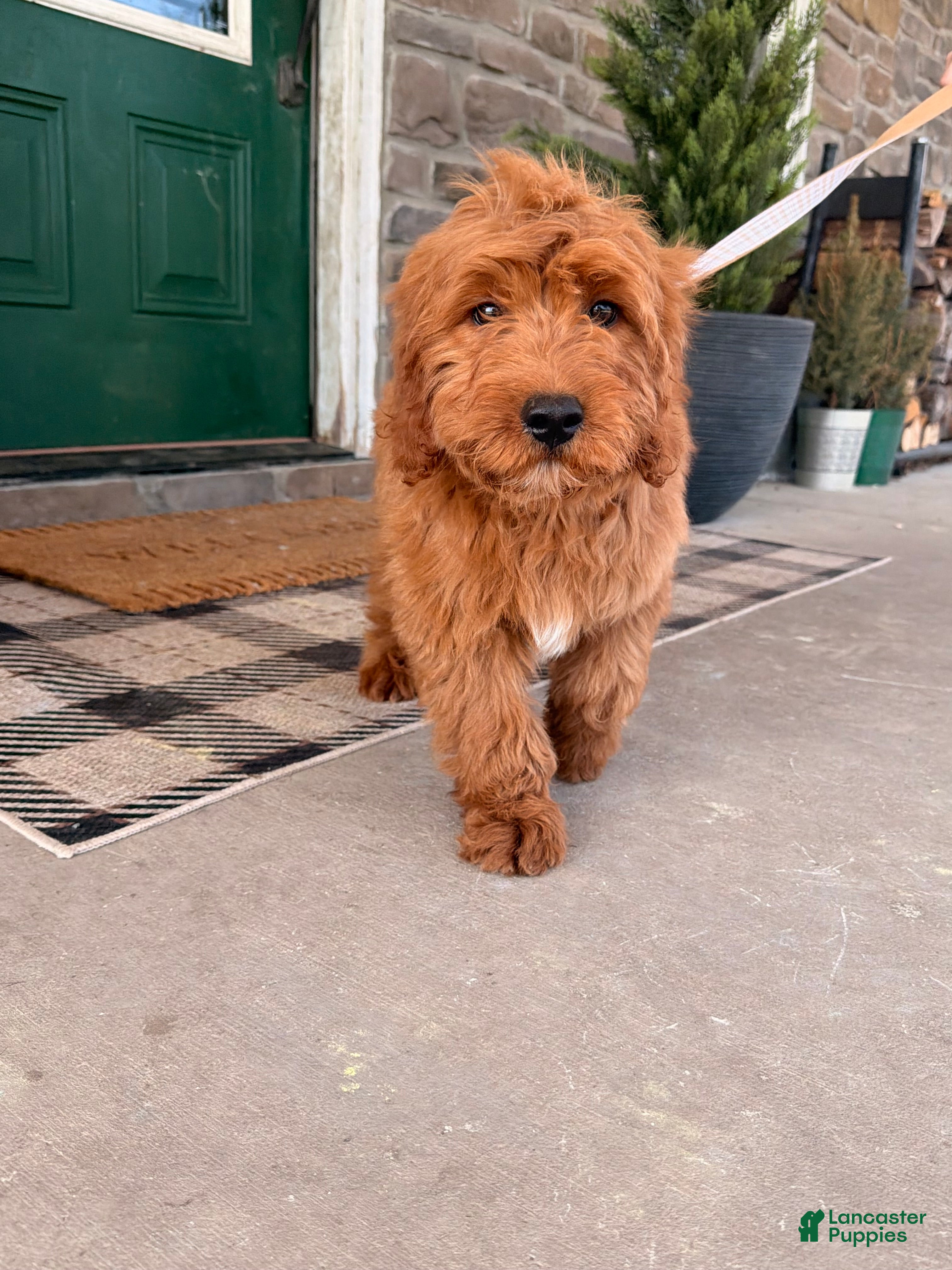 Goldendoodle dogs Goldendoodle Puppy 1 - Ad 1