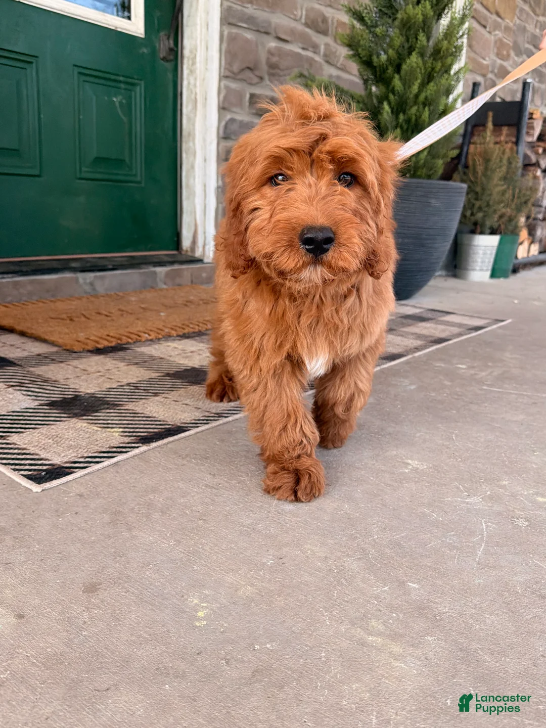 Goldendoodle dogs for sale: Goldendoodle Puppy 1 - Ad 1