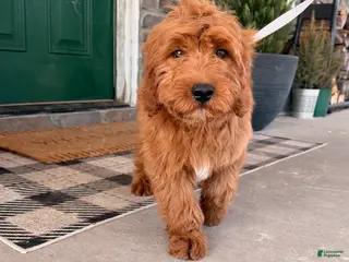Goldendoodle dogs for sale: Goldendoodle Puppy 1 - Ad 3