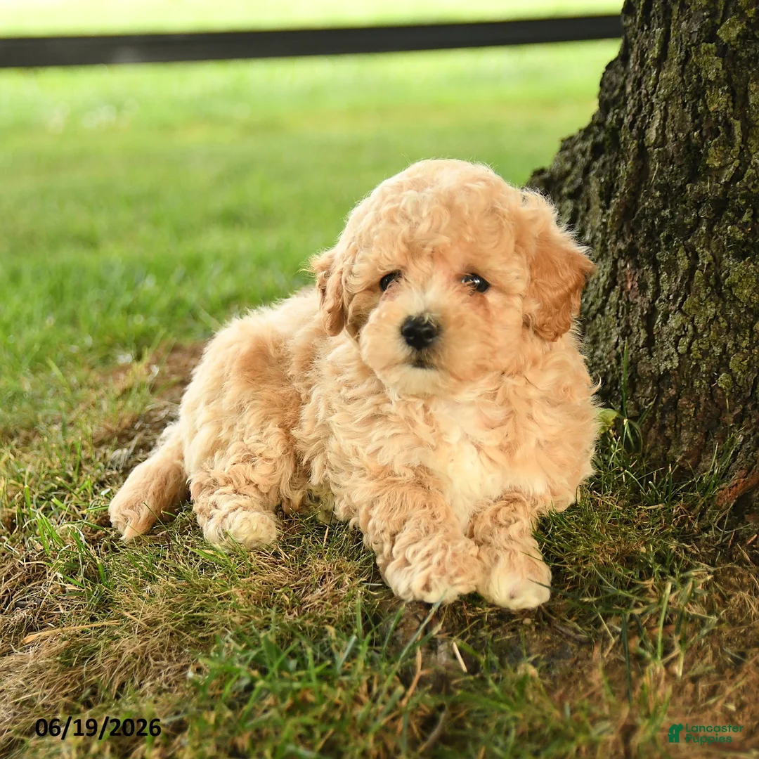 Bichpoo dogs for sale: Dorian - Ad 5