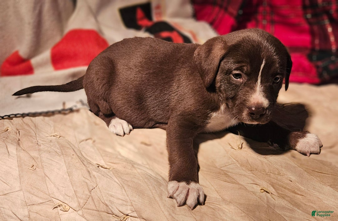 Border Collie dogs for sale: Dori - Ad 2