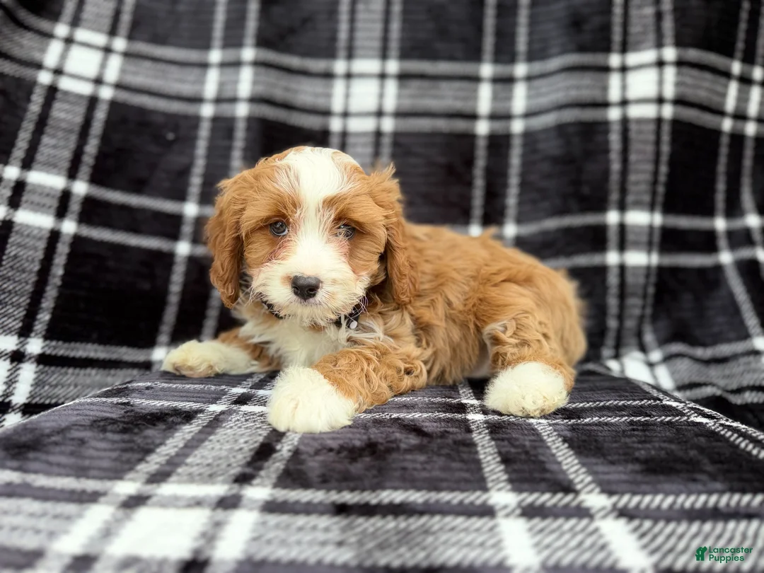 Cavapoo dogs for sale: Mosely - Ad 2