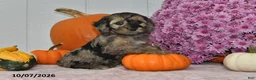 Cockapoo dogs for sale: Bella - Ad 4