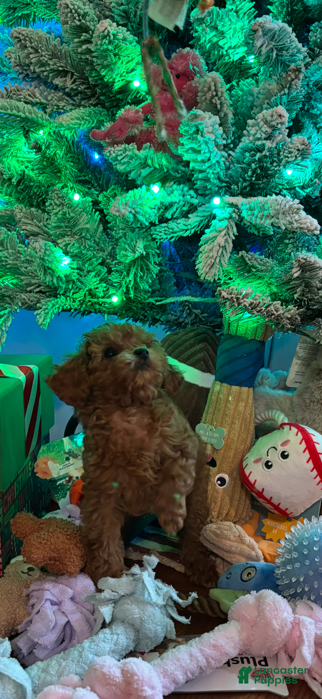 Toy Poodle dogs for sale: Toy Poodle Puppy 3 - Ad 1
