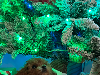 Toy Poodle dogs Toy Poodle Puppy 3 - Ad 28