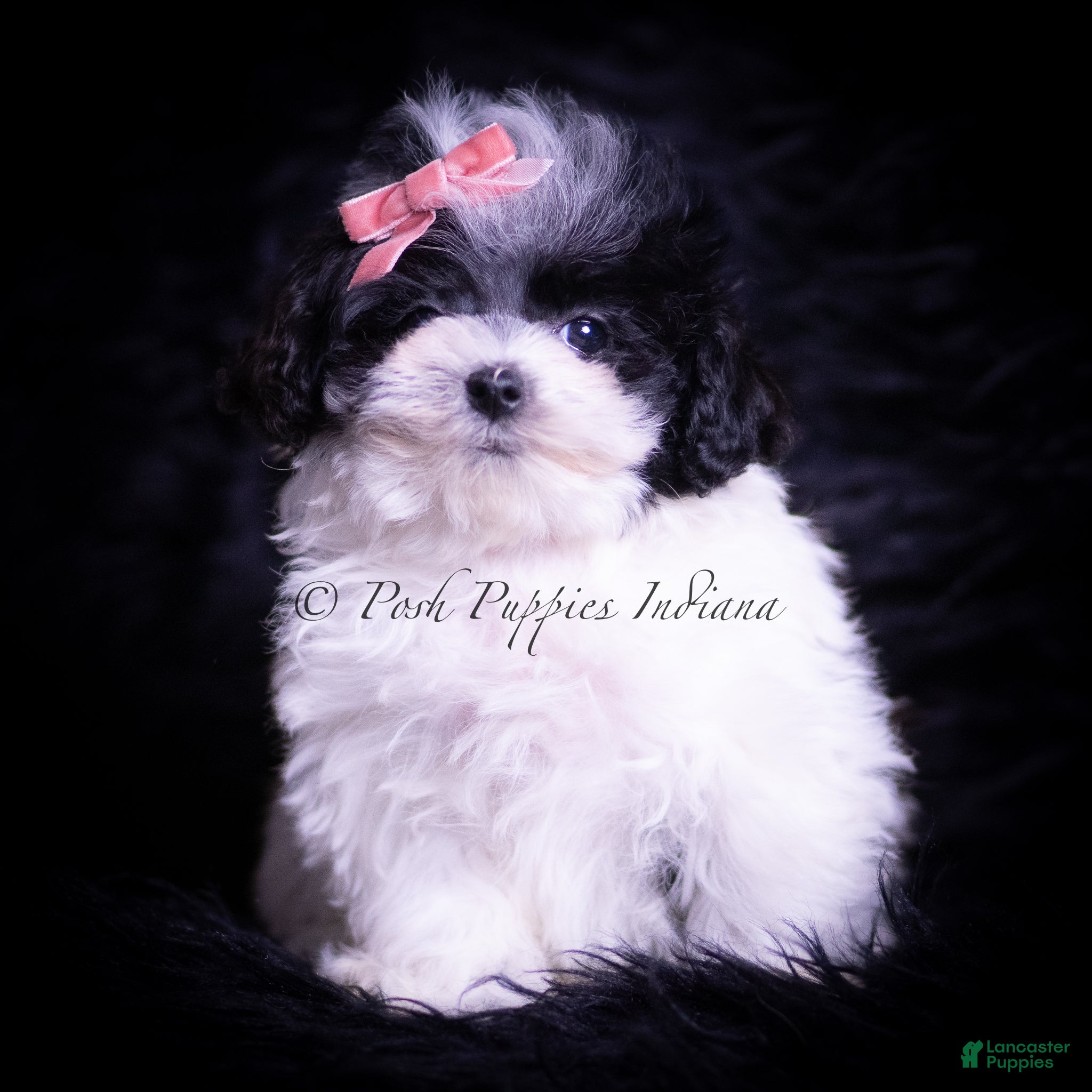 Maltipoo dogs Maltipoo Puppy 4 - Ad 29