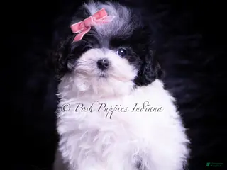 Maltipoo dogs Maltipoo Puppy 4 - Ad 42
