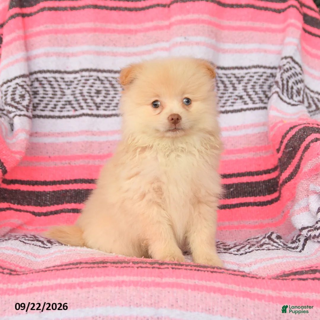 Pomeranian dogs for sale: Timmy - Ad 1