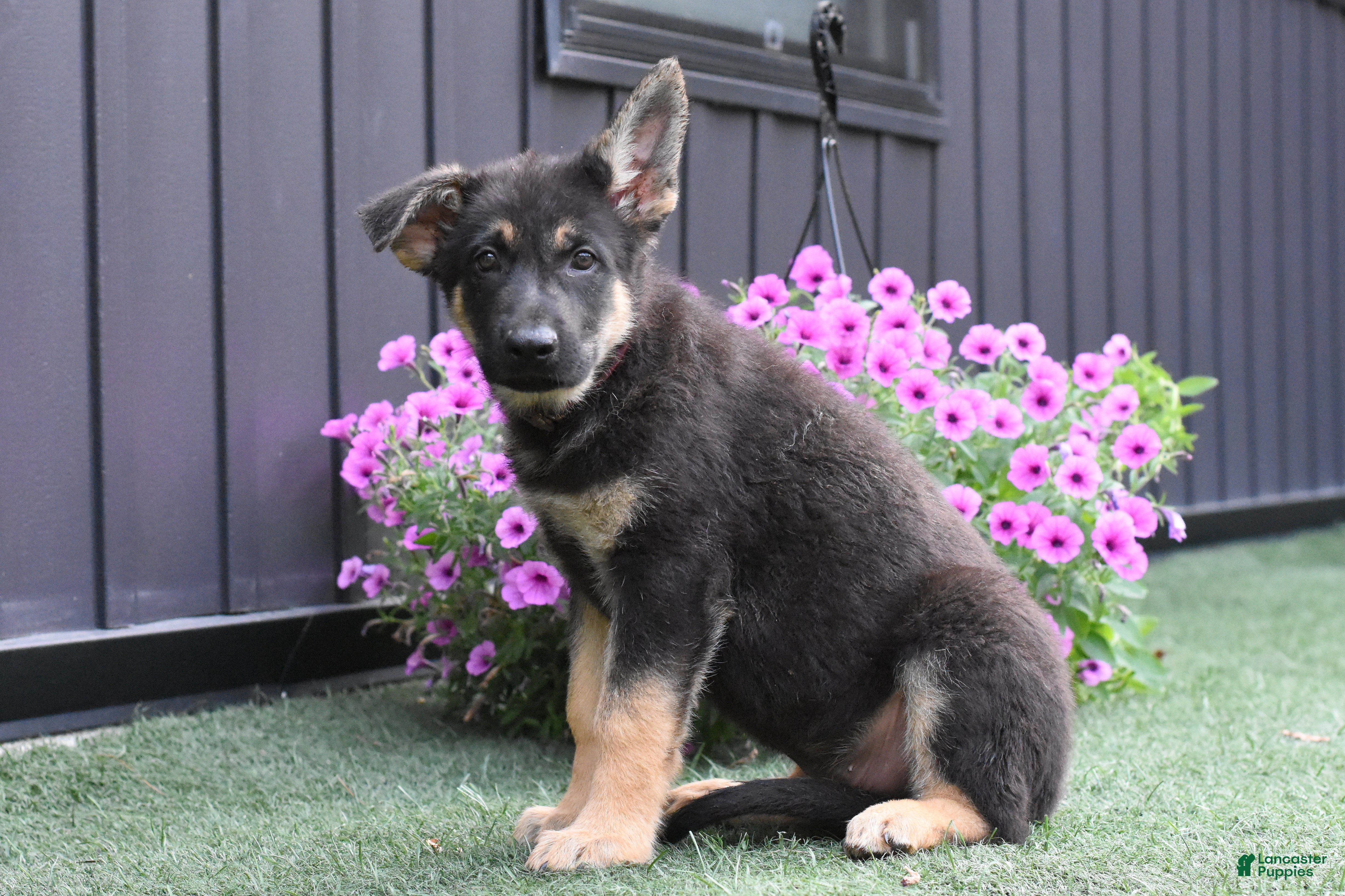 German Shepherd dogs Axel - Ad 1