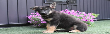 Axel
