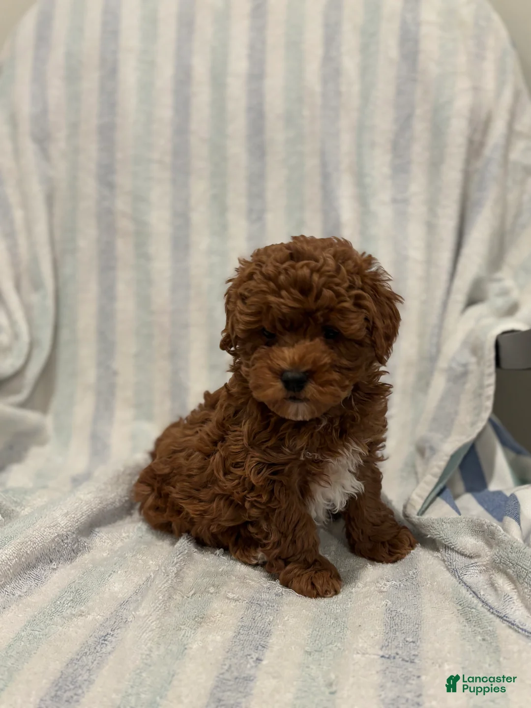 Maltipoo dogs for sale: Maltipoo Puppy 1 - Ad 1
