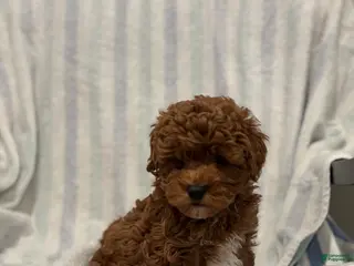 Maltipoo dogs Maltipoo Puppy 1 - Ad 19