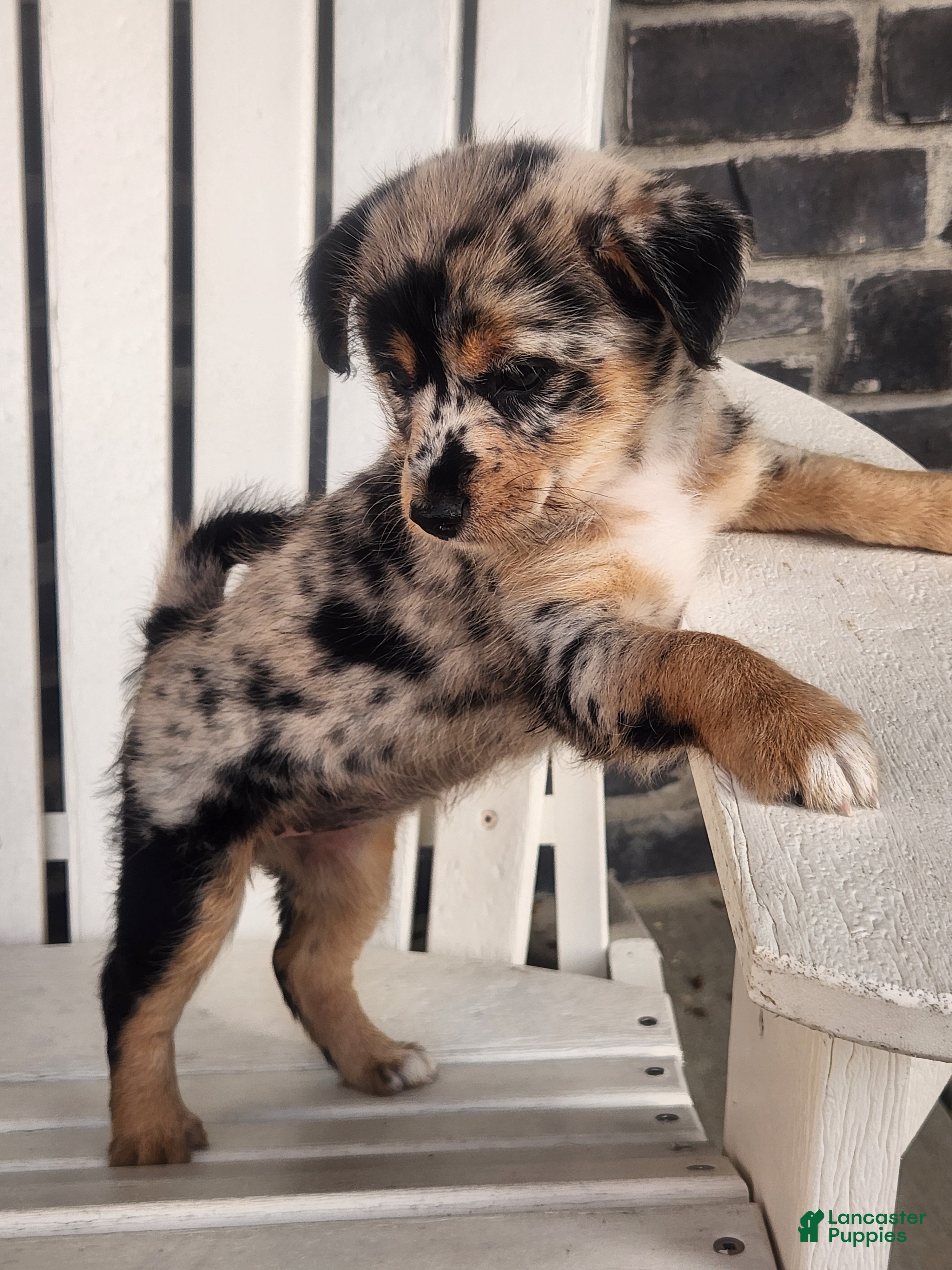 Mixed Breed dogs Girl - Ad 2