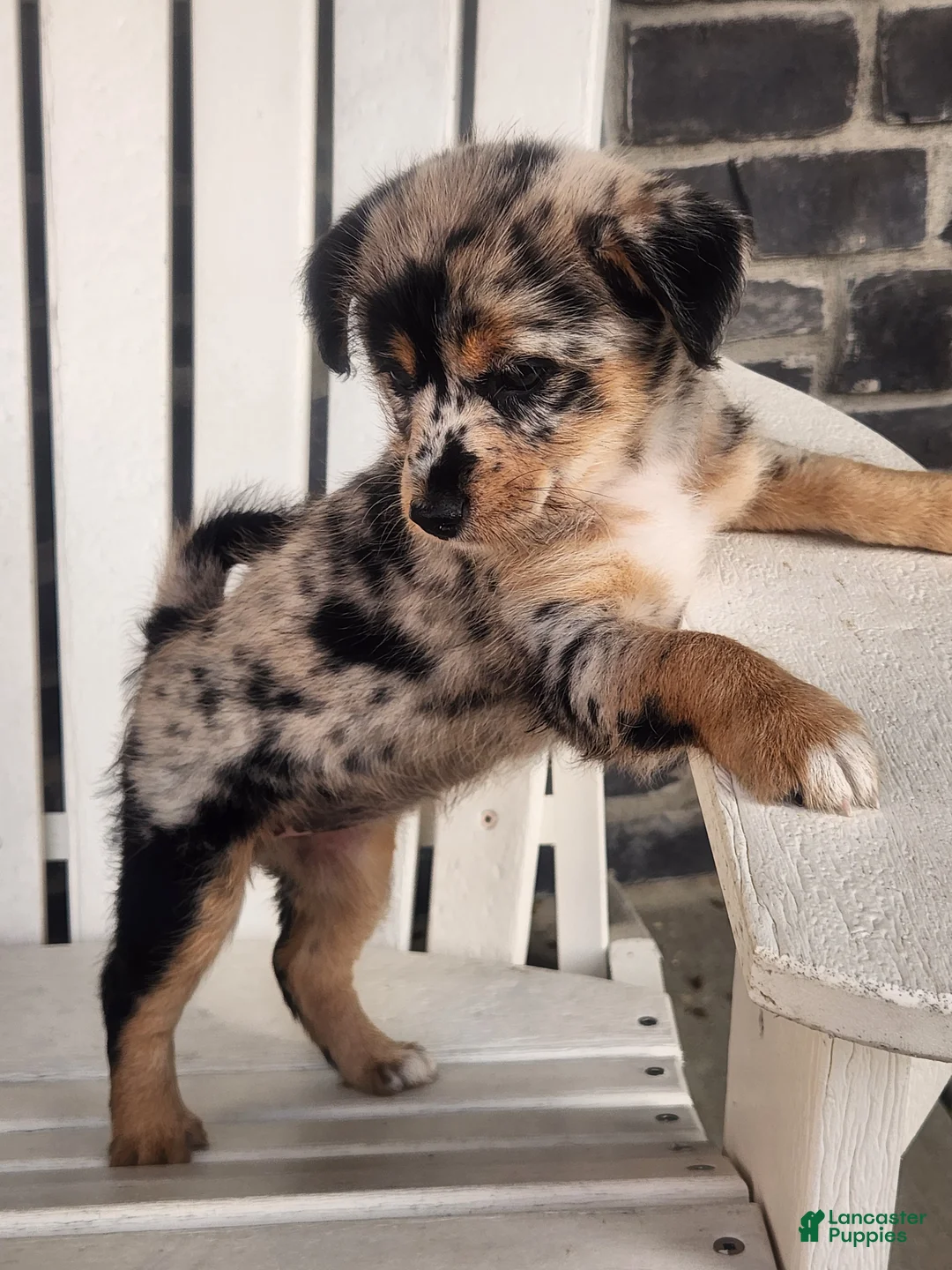 Mixed Breed dogs for sale: Girl - Ad 2