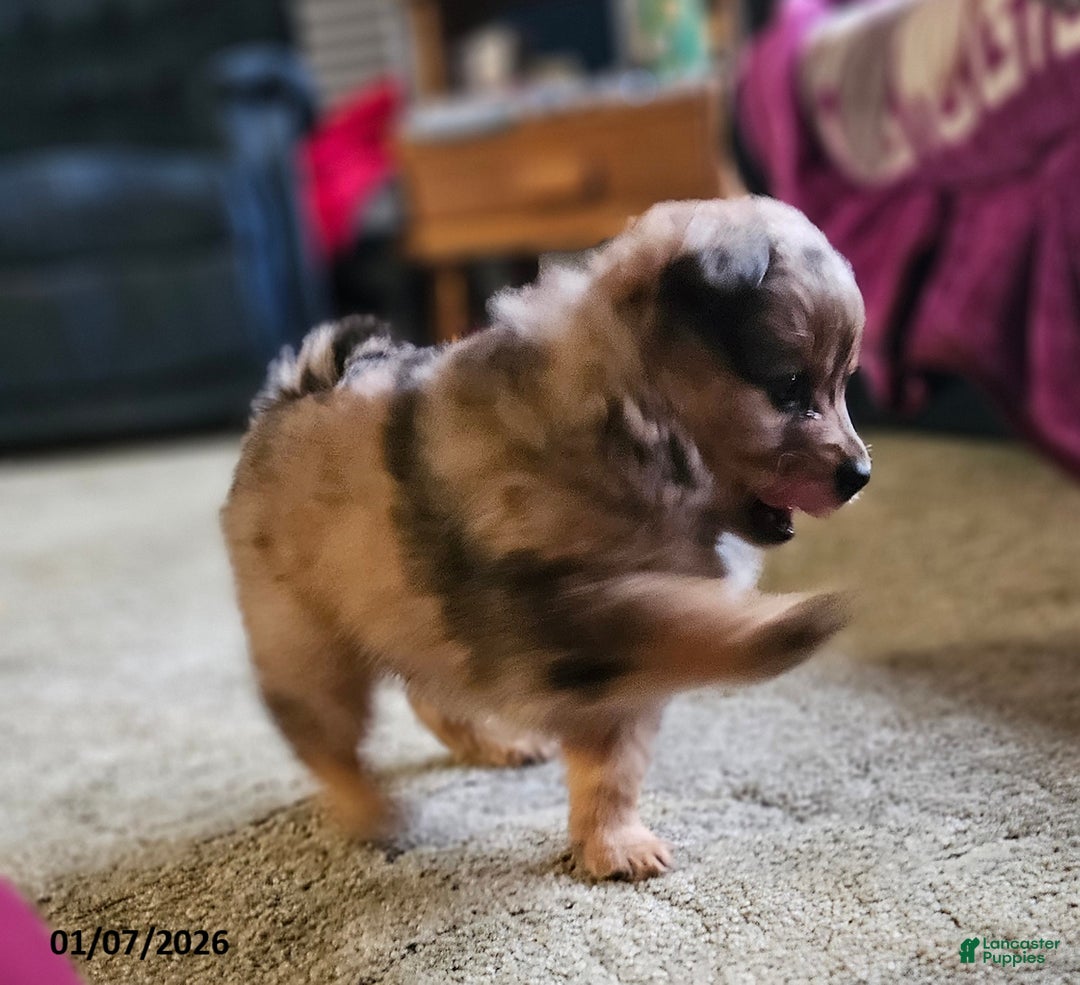 Pomeranian dogs for sale: Gracie - Ad 2